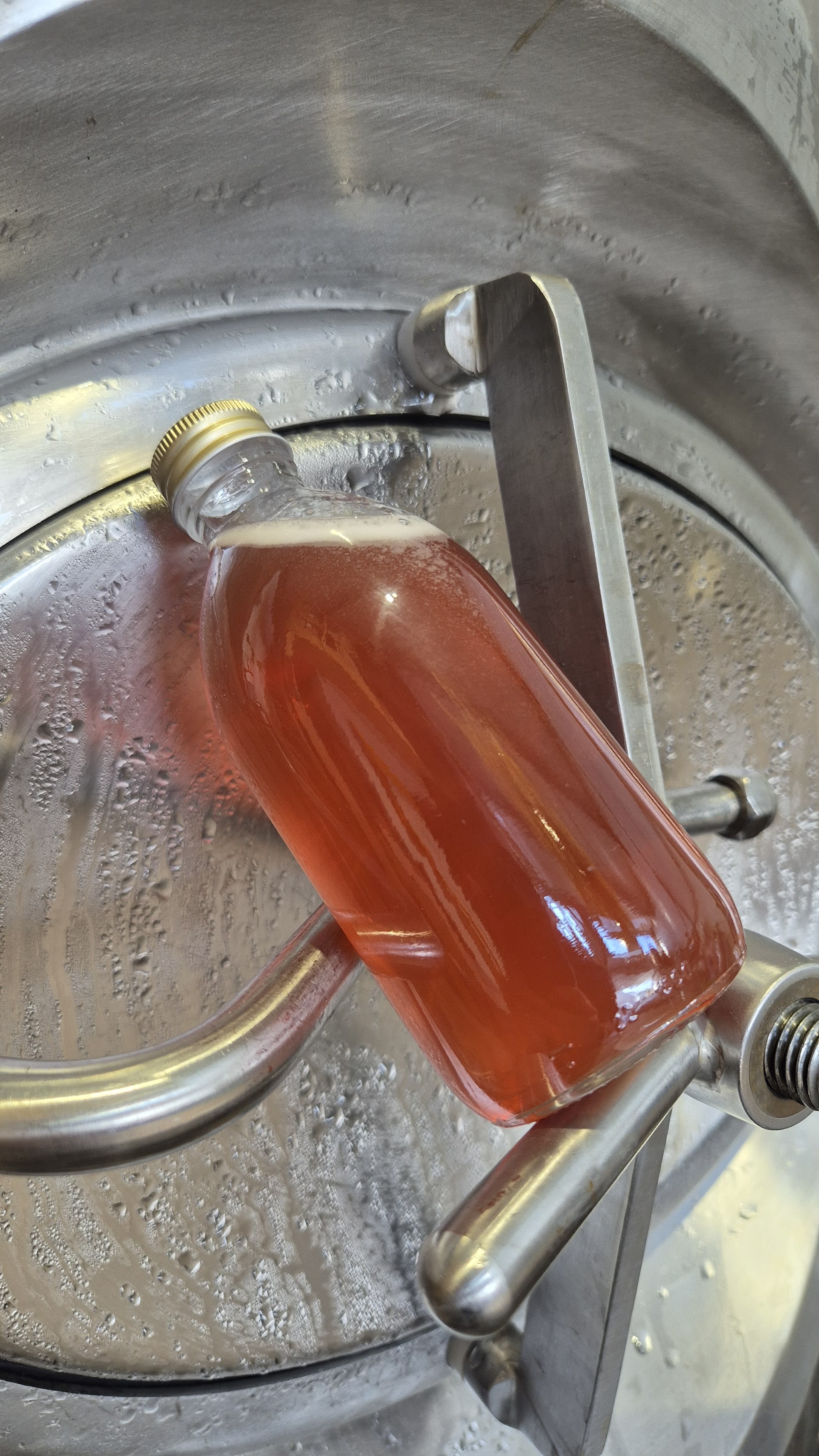 Photo TURBULENTE, Kombuchas & Infusions Fermentées