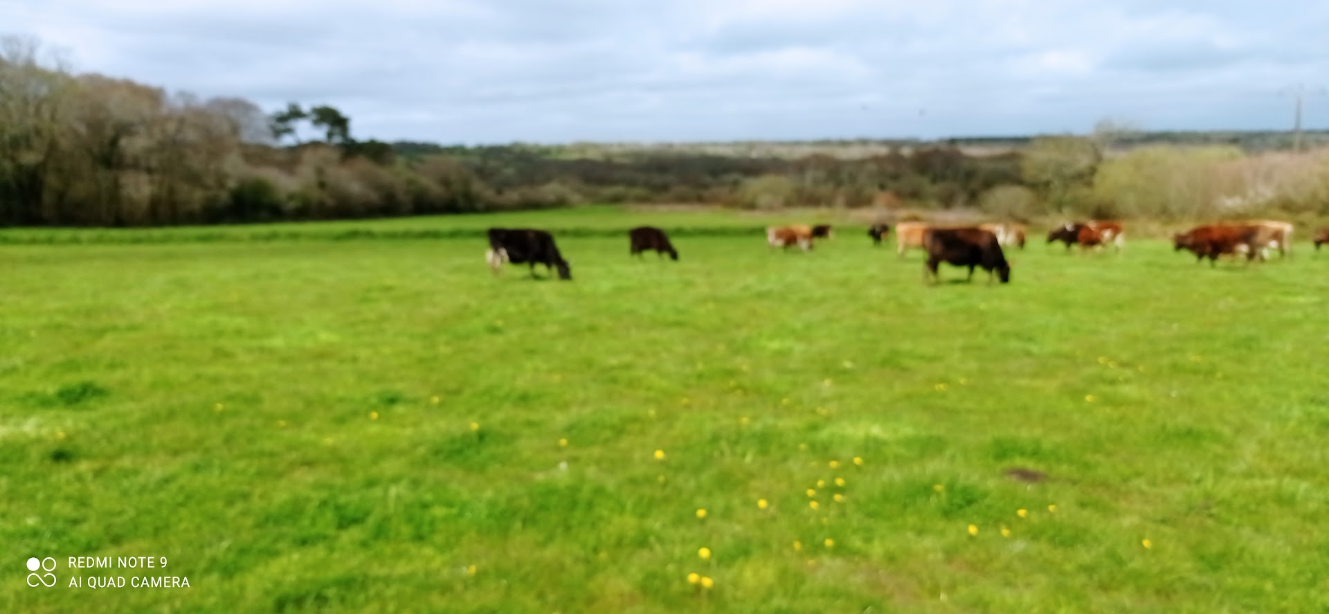 Photo snack fermier des petites vaches