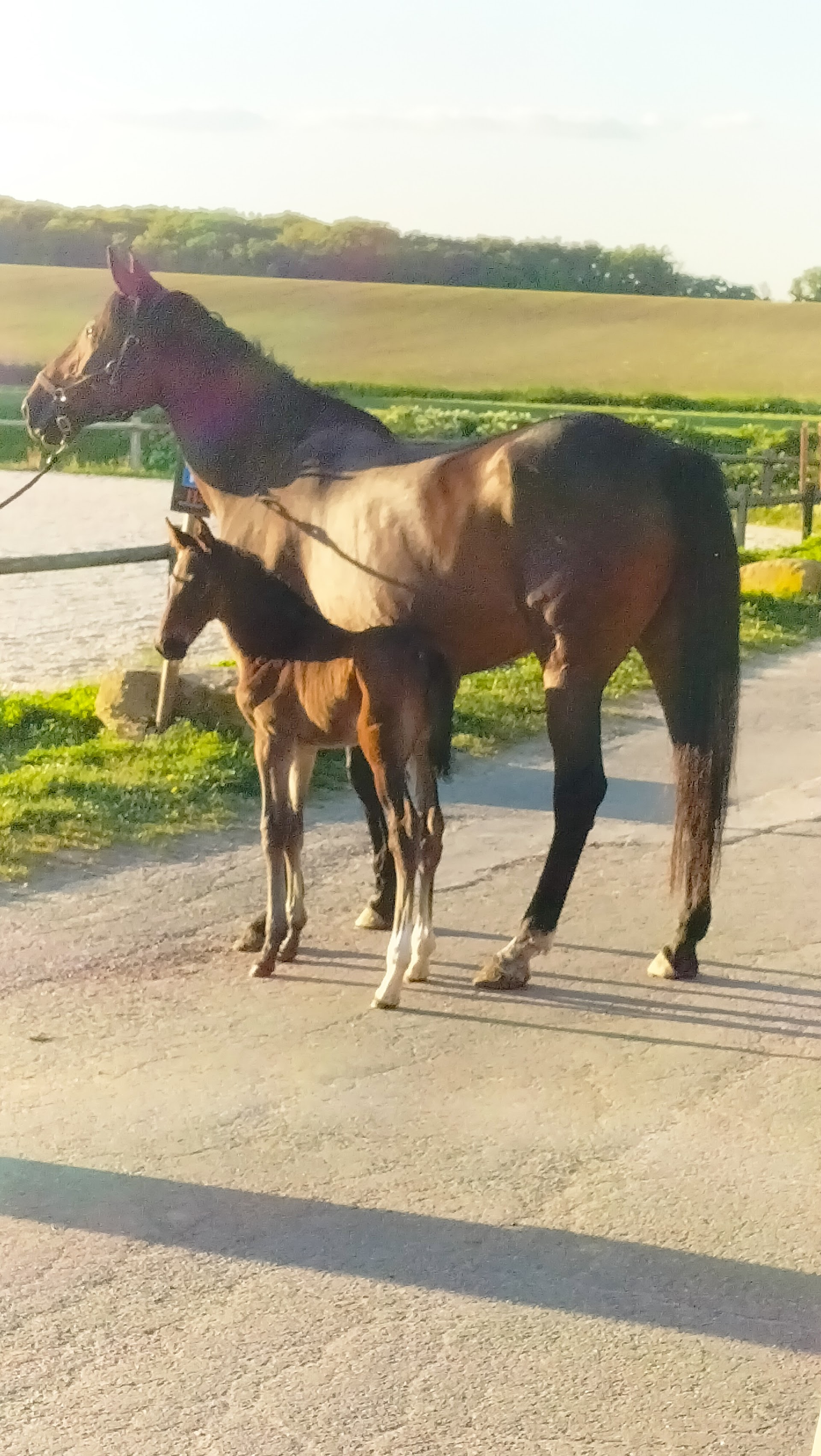 Photo Le HARAS Restaurant