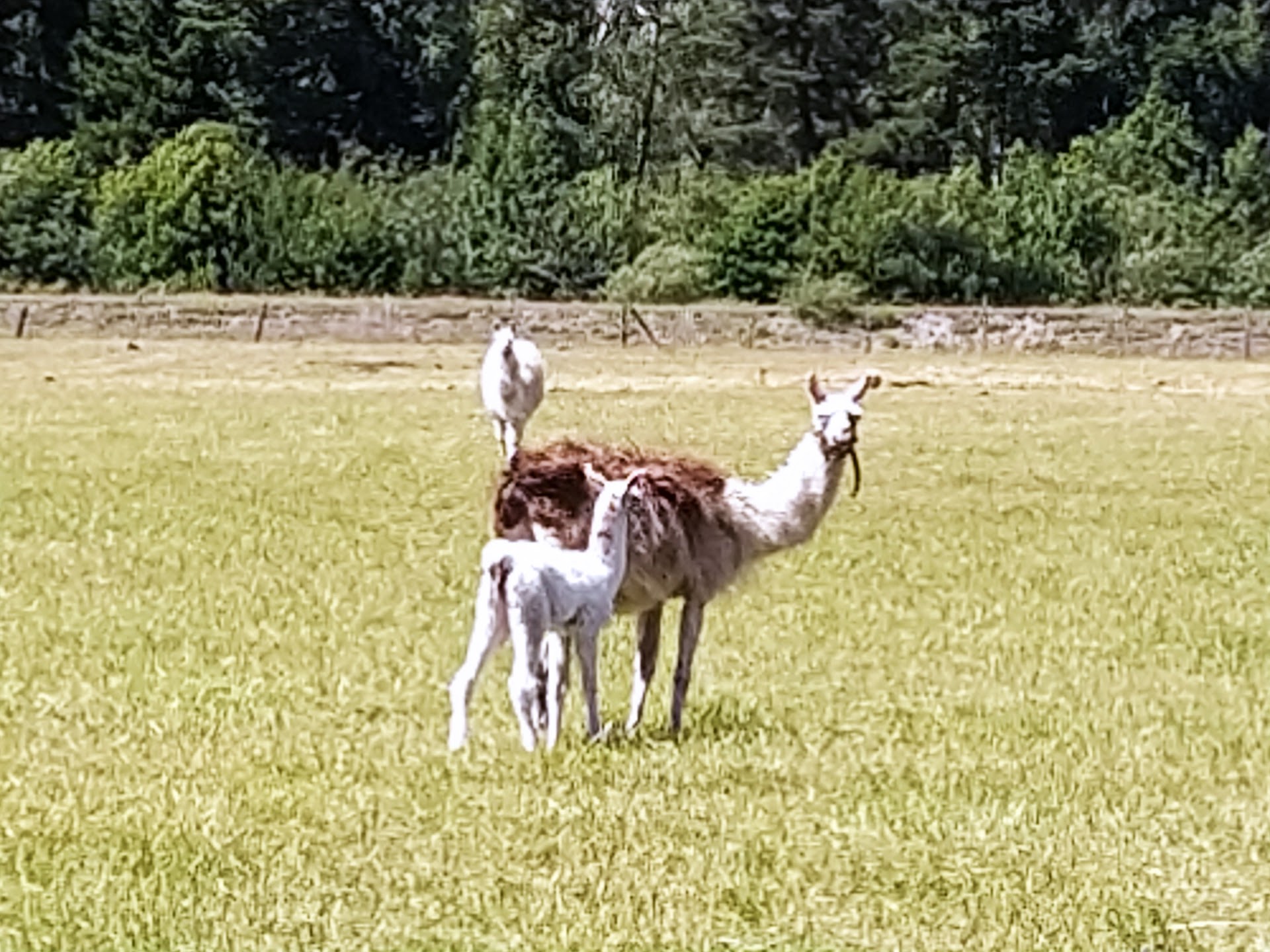 Photo La ferme des Bisons de l'Oisans