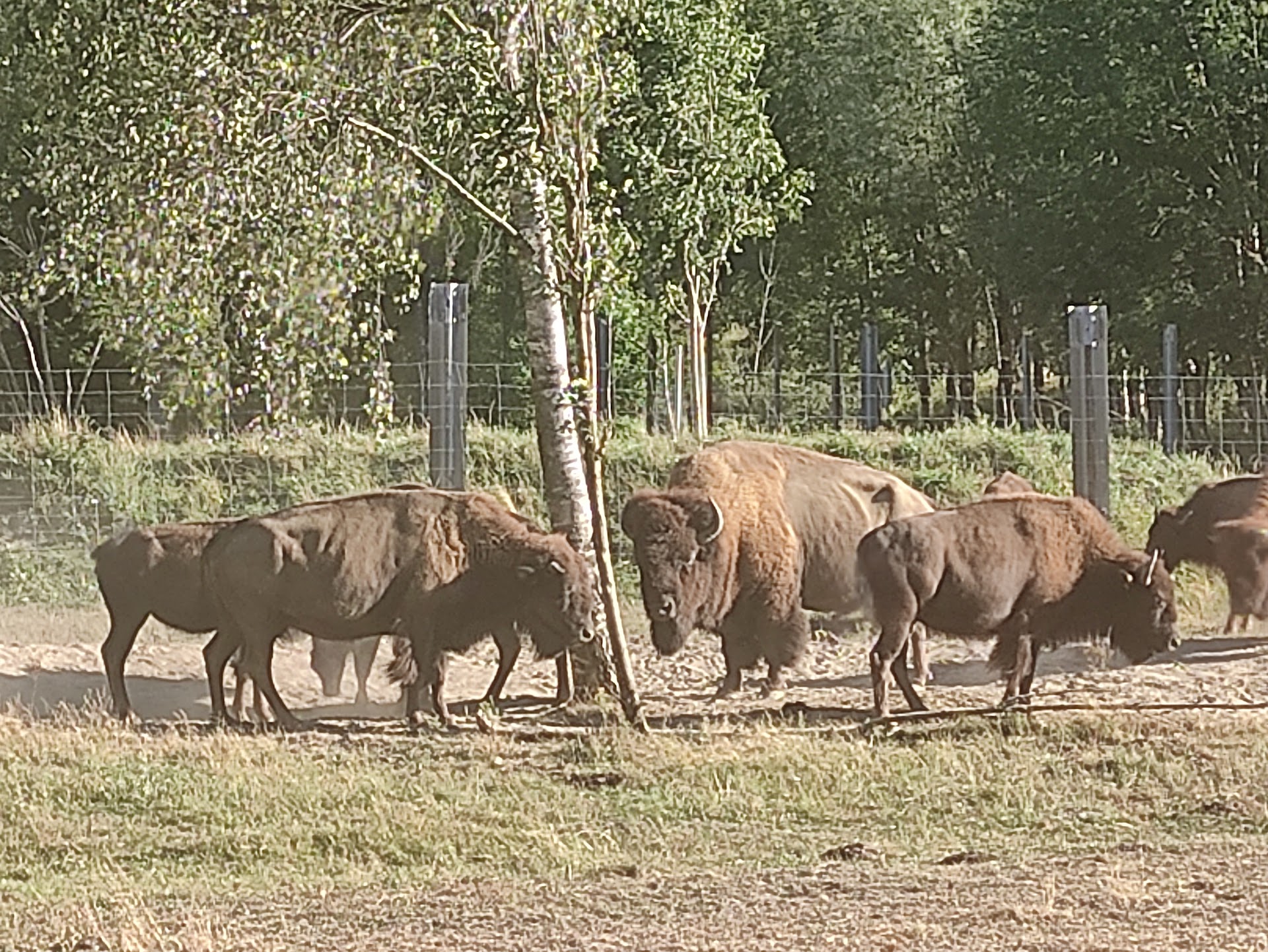 Photo La ferme des Bisons de l'Oisans